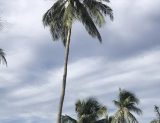 Пегас Туристик